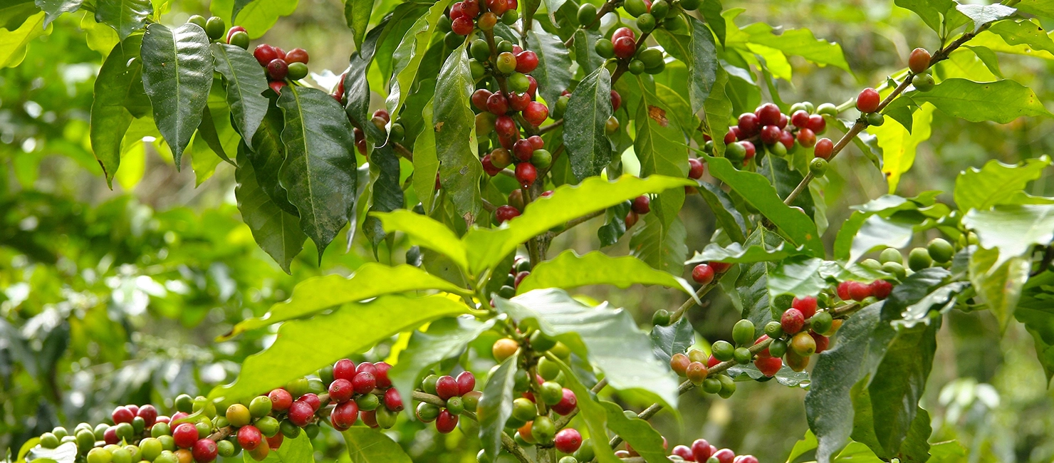 Bioeconómico